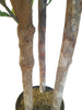 Árbol Níspero Japonés con Tronco Natural – 170 cm