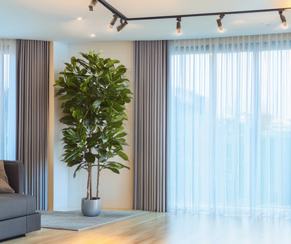 Árbol Níspero Japonés con Tronco Natural – 170 cm