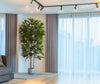 Árbol Níspero Japonés con Tronco Natural – 170 cm