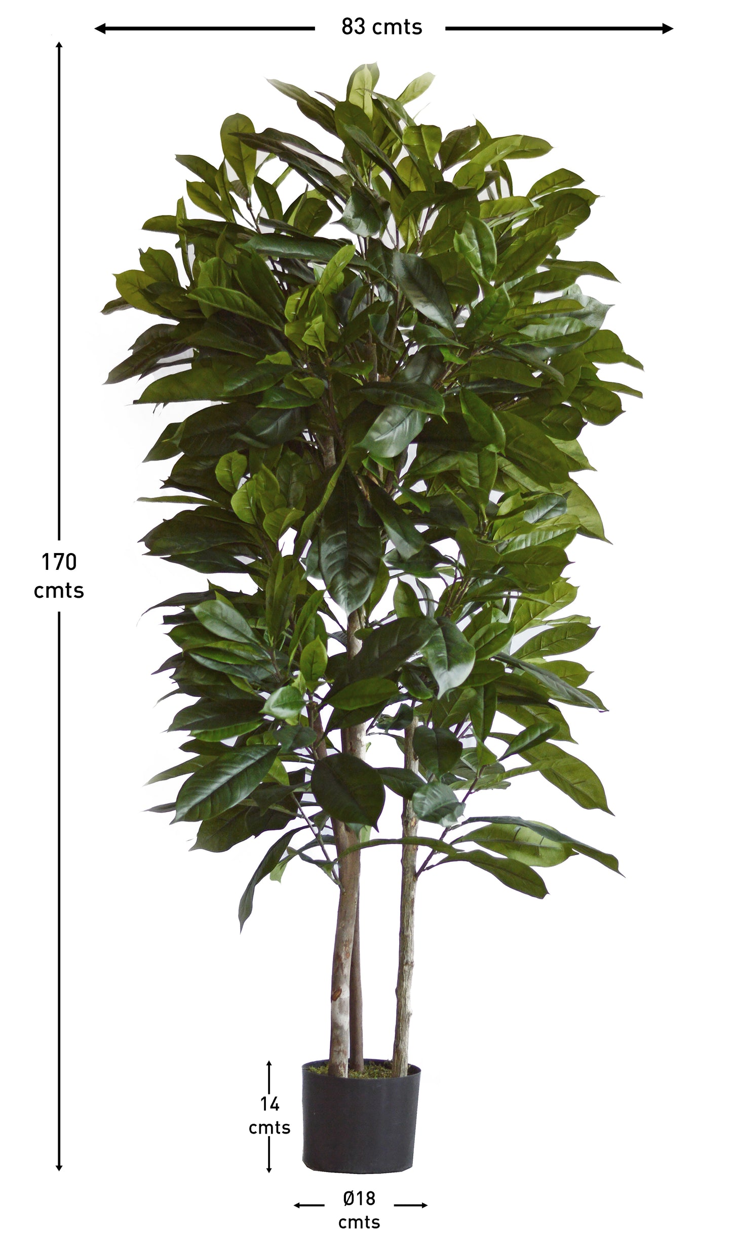 Árbol Níspero Japonés con Tronco Natural – 170 cm