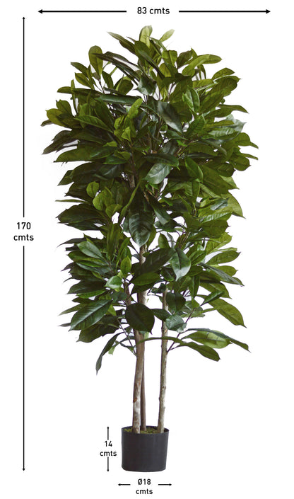 Árbol Níspero Japonés con Tronco Natural – 170 cm