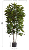 Árbol Níspero Japonés con Tronco Natural – 170 cm