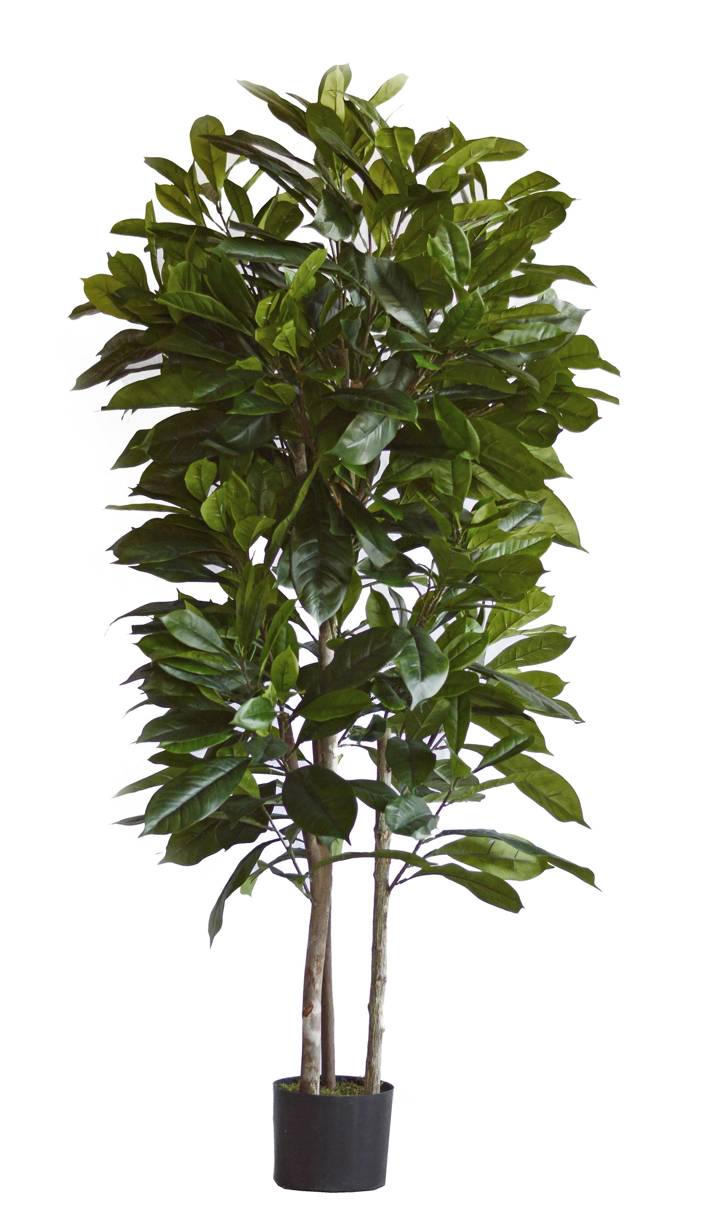 Árbol Níspero Japonés con Tronco Natural – 170 cm
