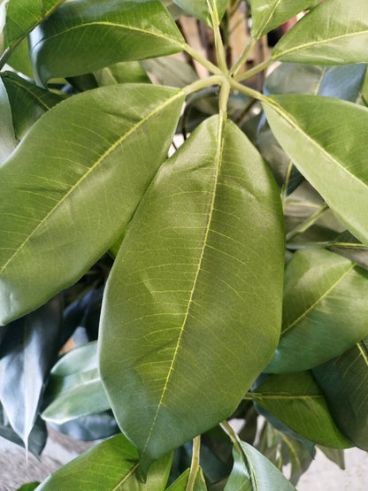 Árbol Chefflera – Tronco Natural – 120 cm