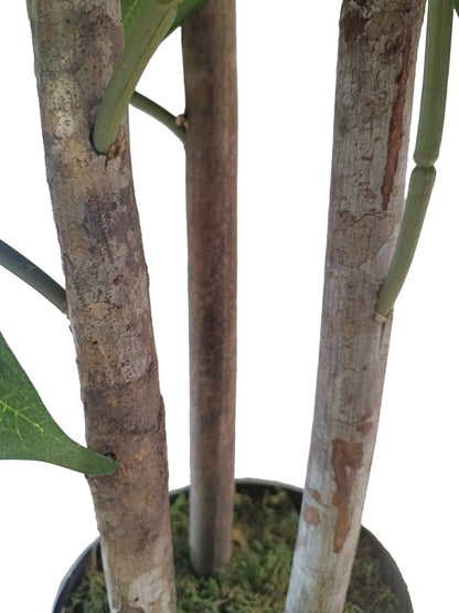 Árbol Chefflera – Tronco Natural – 120 cm