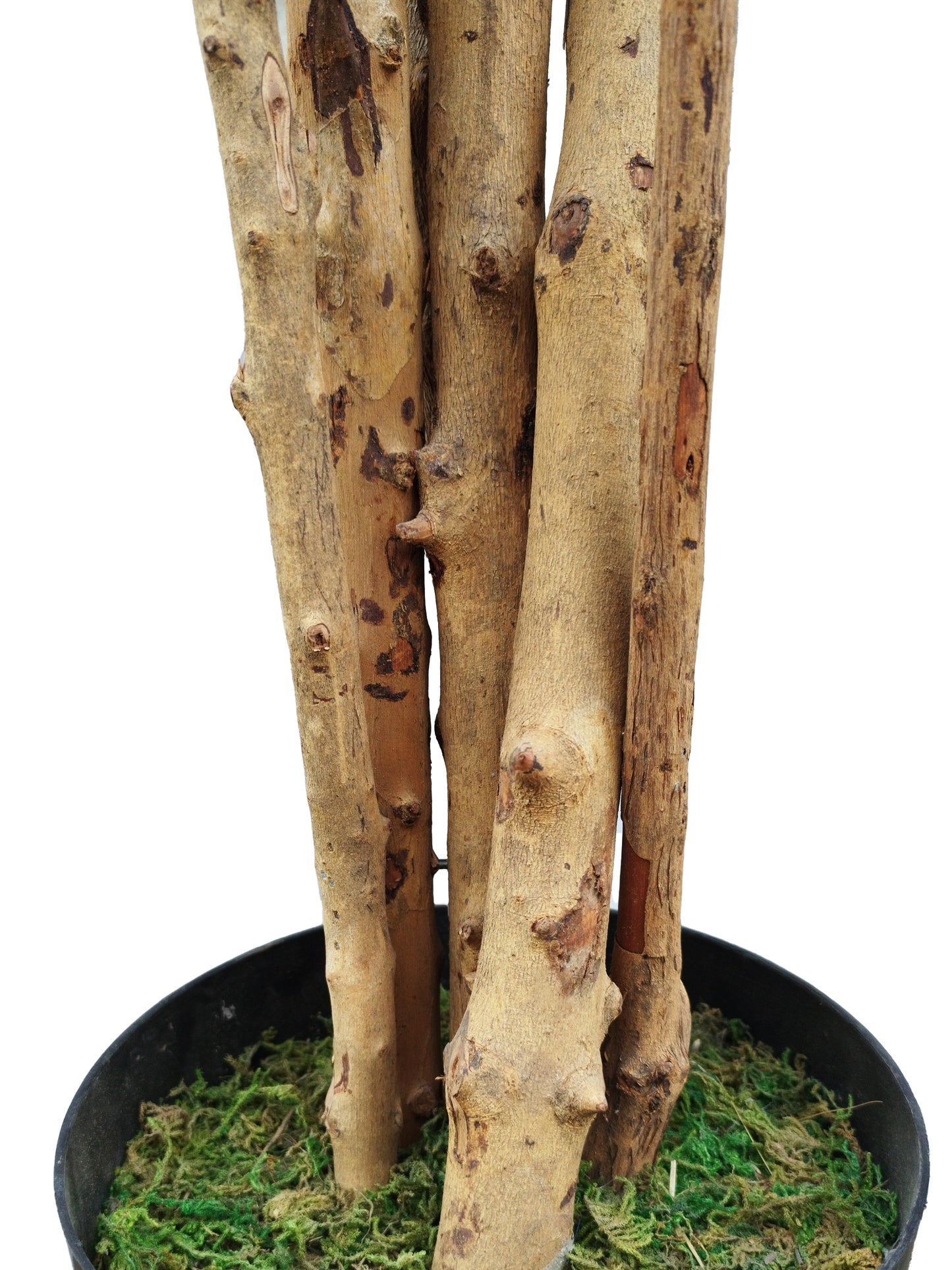 Árbol de Arce con Tronco Natural – 180 cm