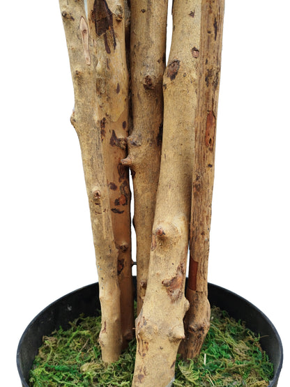 Árbol de Arce con Tronco Natural – 180 cm