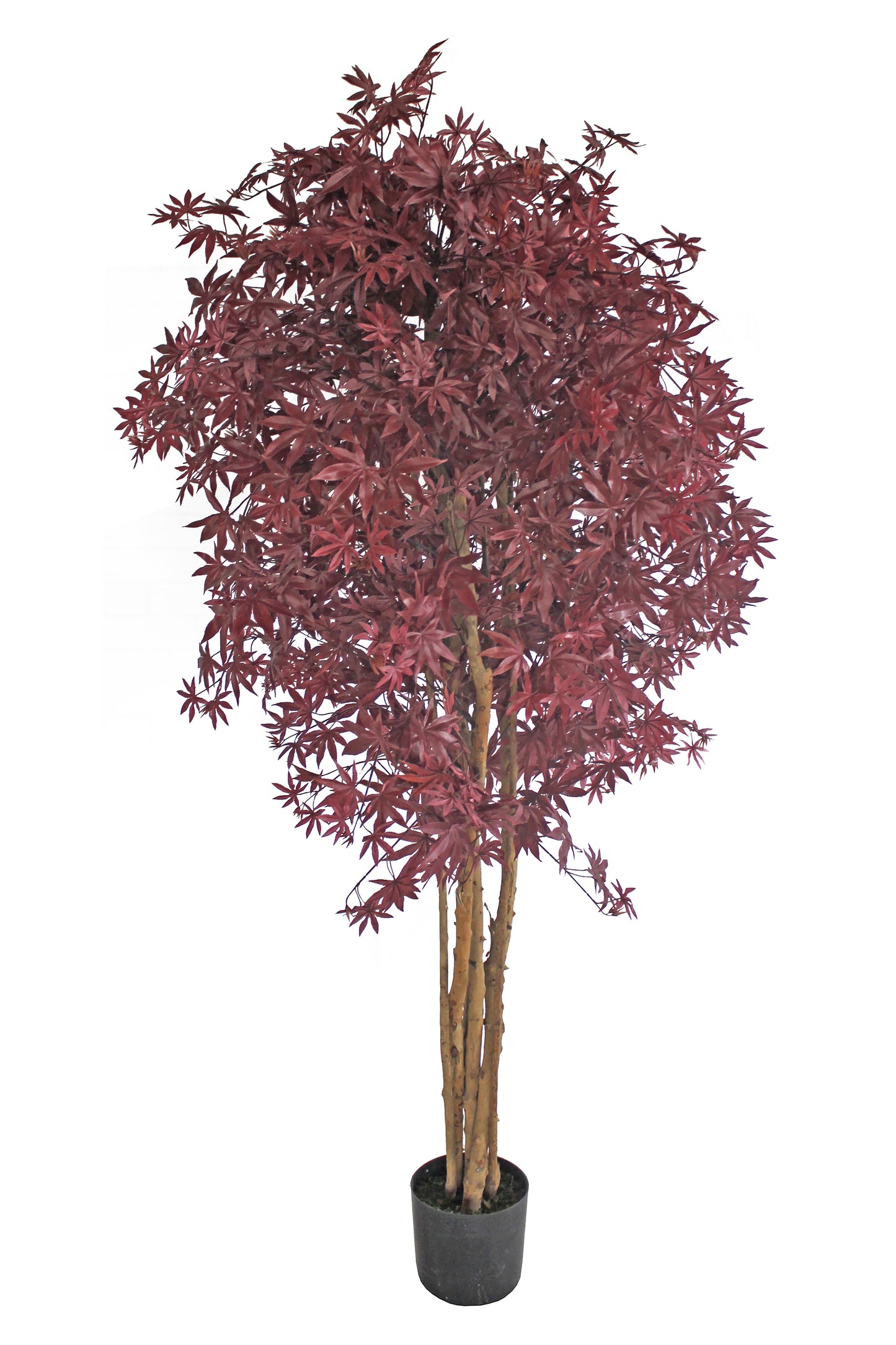 Árbol de Arce con Tronco Natural – 180 cm