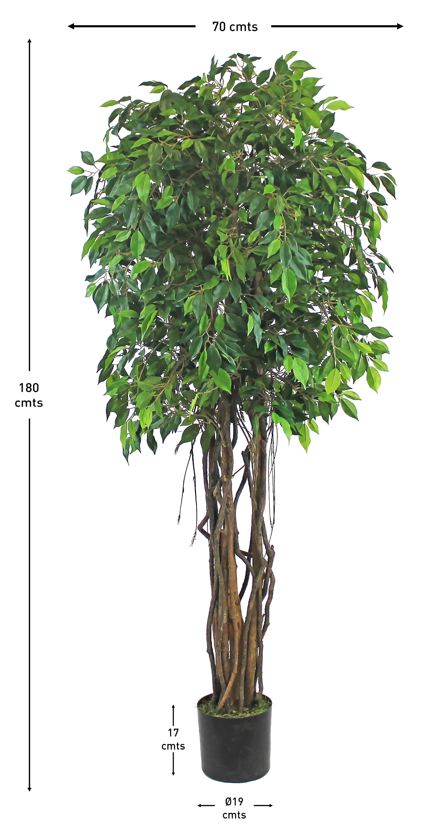 Árbol Ficus Mini – Tronco Natural – 180 cm