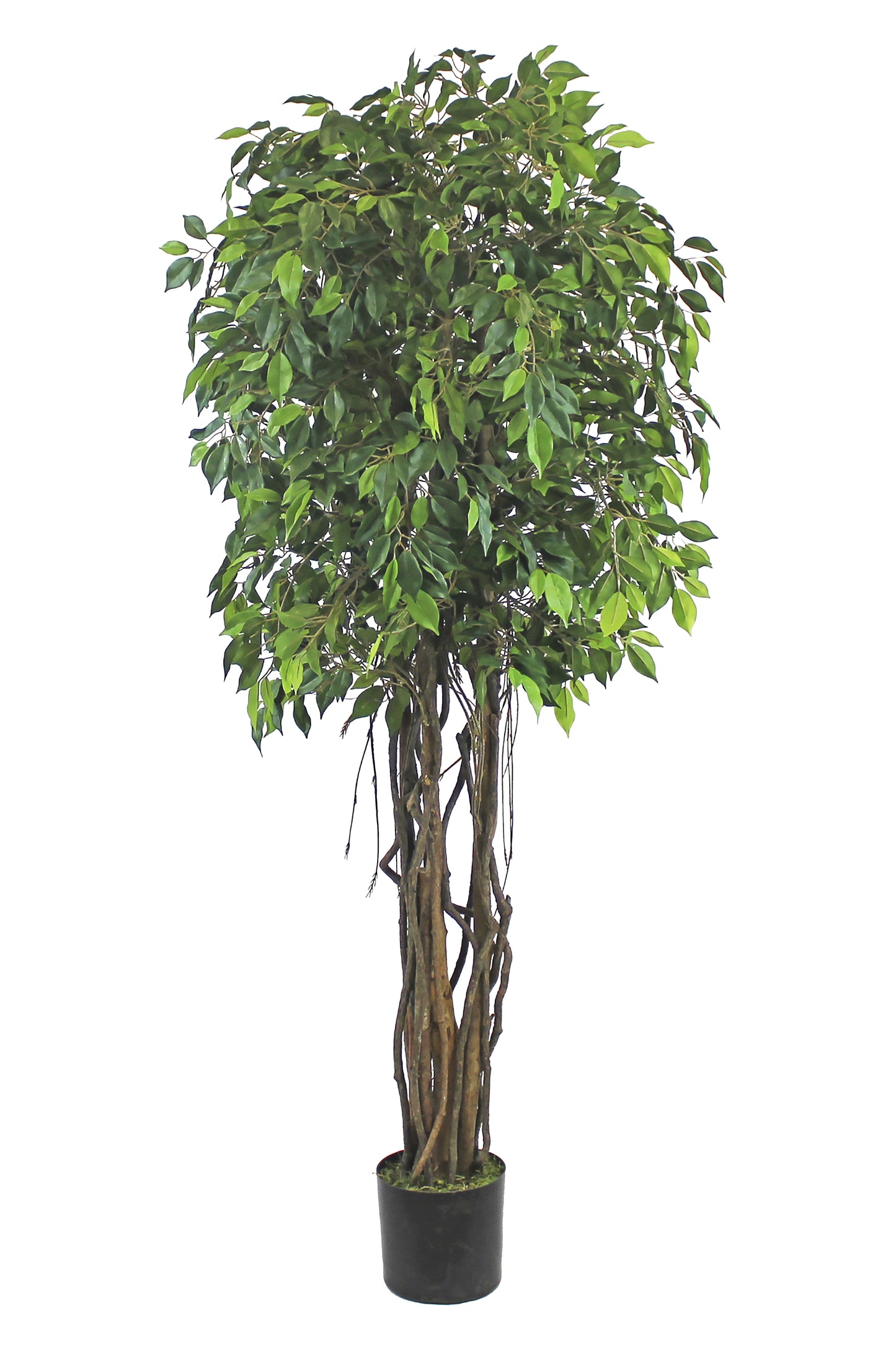 Árbol Ficus Mini – Tronco Natural – 180 cm