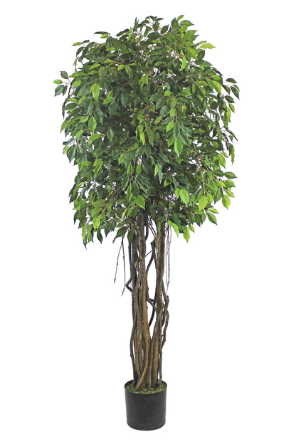 Árbol Ficus Mini – Tronco Natural – 180 cm