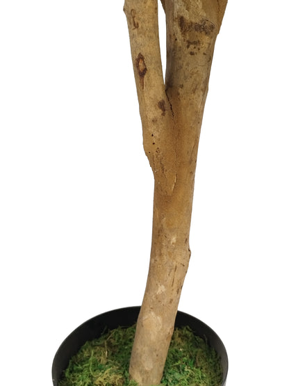 Árbol Arce – Tronco Natural – 90 cm