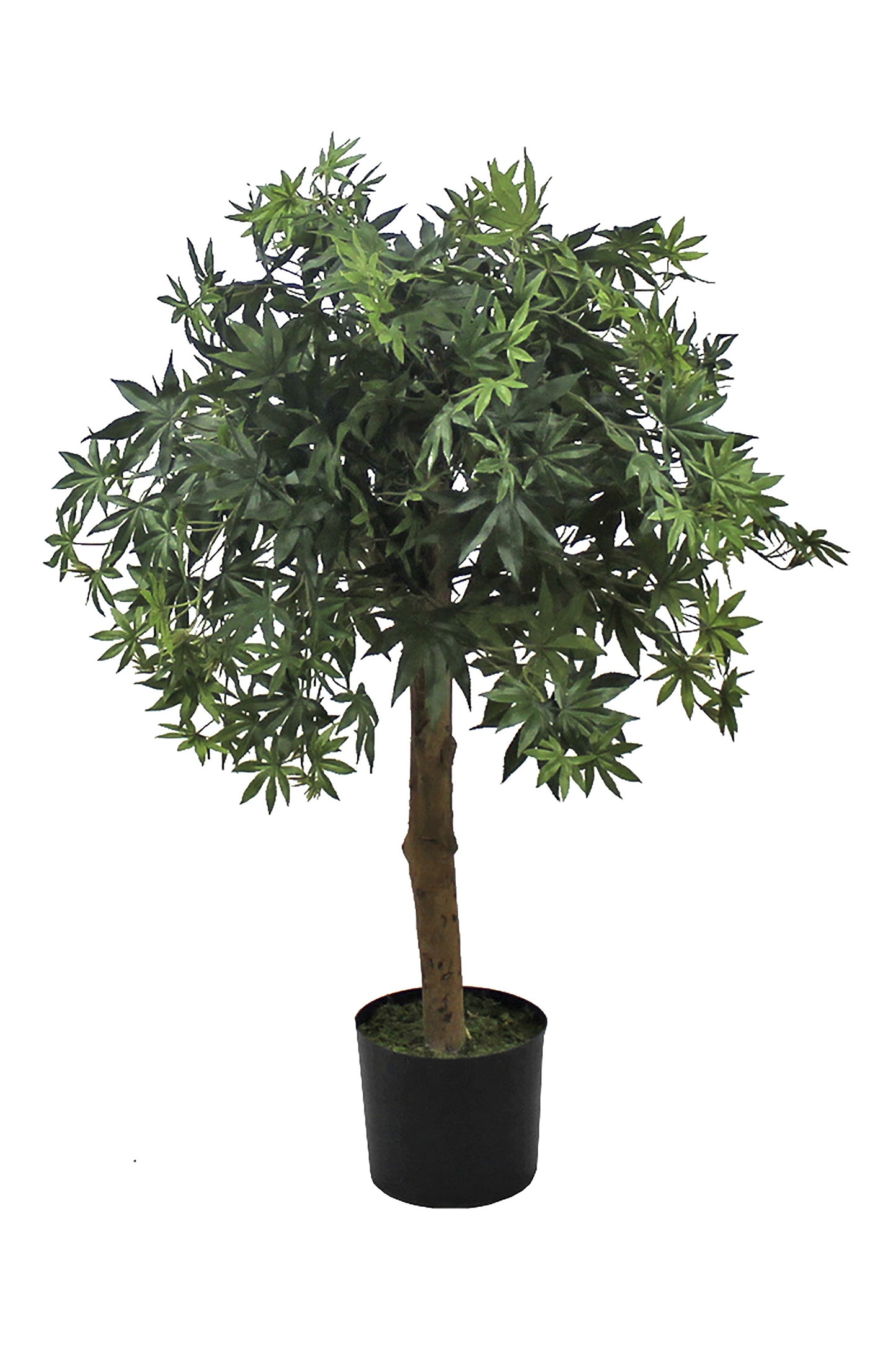 Árbol Arce – Tronco Natural – 90 cm