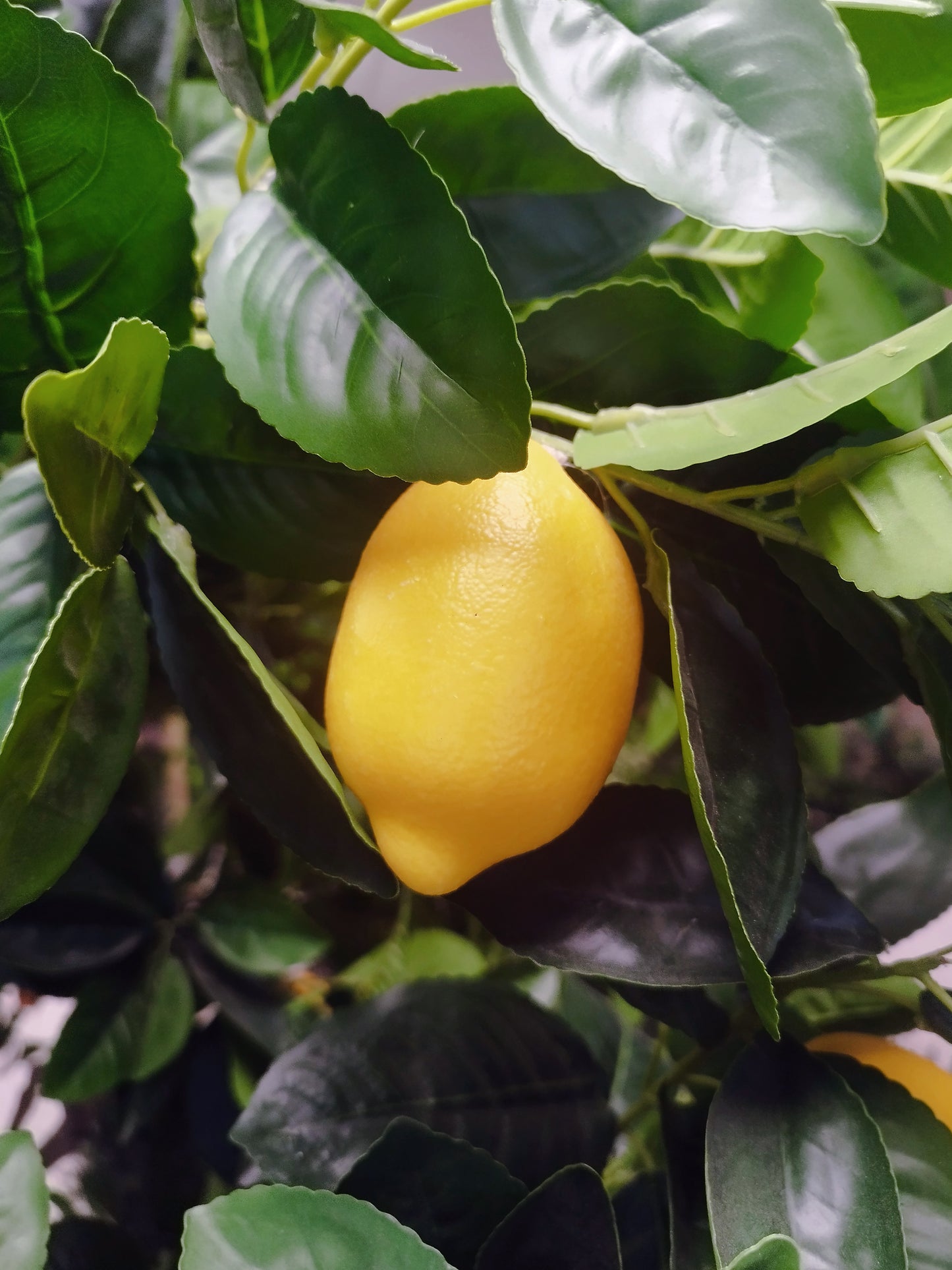 Árbol Limonero – 250 cm