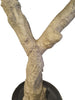Árbol Limonero – 250 cm