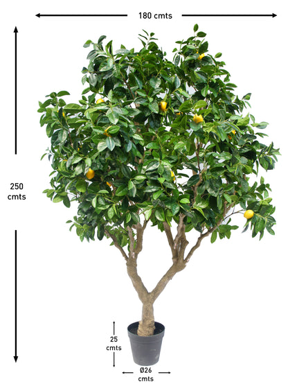 Árbol Limonero – 250 cm