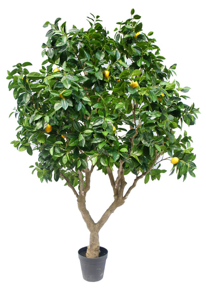 Árbol Limonero – 250 cm