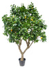 Árbol Limonero – 250 cm