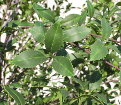 Árbol Ziziphus – 500 cm