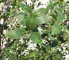 Árbol Ziziphus – 500 cm