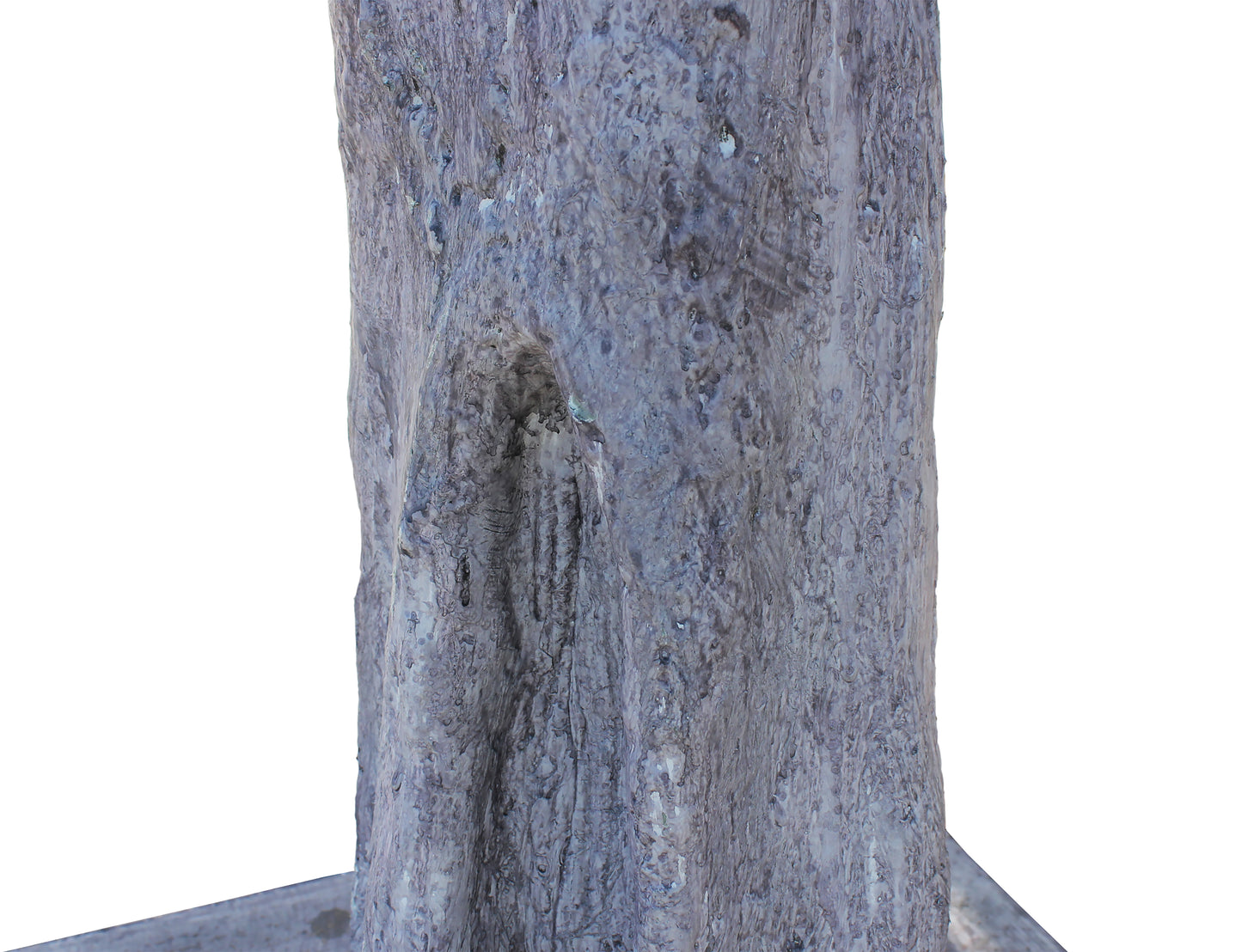 Árbol Ziziphus – 500 cm