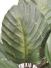 Planta calathea 70 cm