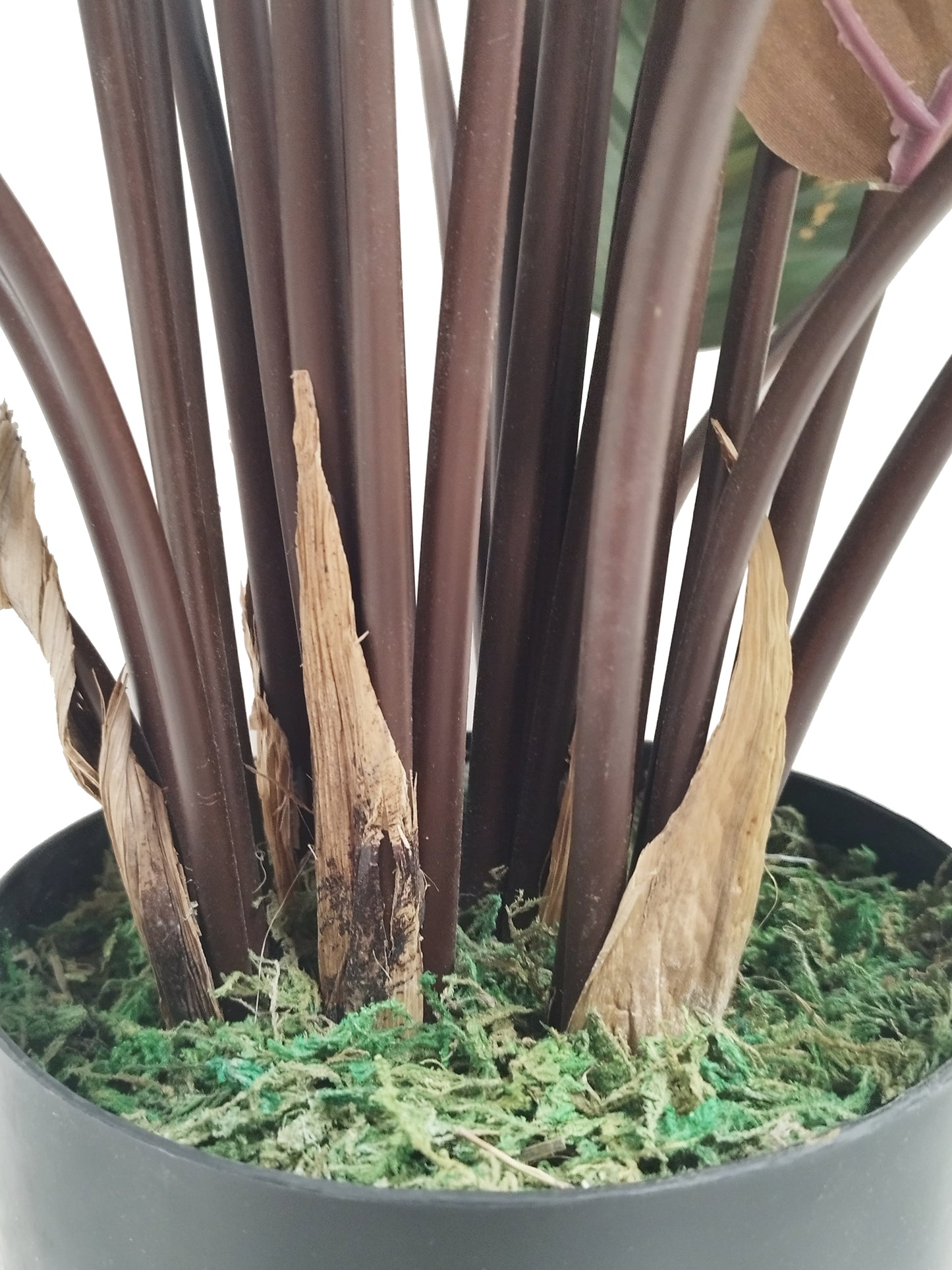 Planta calathea 70 cm