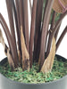 Planta calathea 70 cm