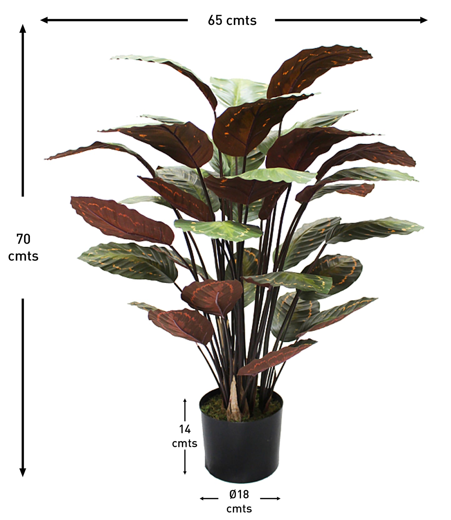 Planta calathea 70 cm