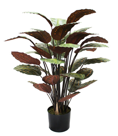 Planta calathea 70 cm