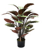 Planta calathea 70 cm