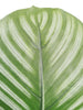 Maceta con Planta Calathea Artificial – 80 cm