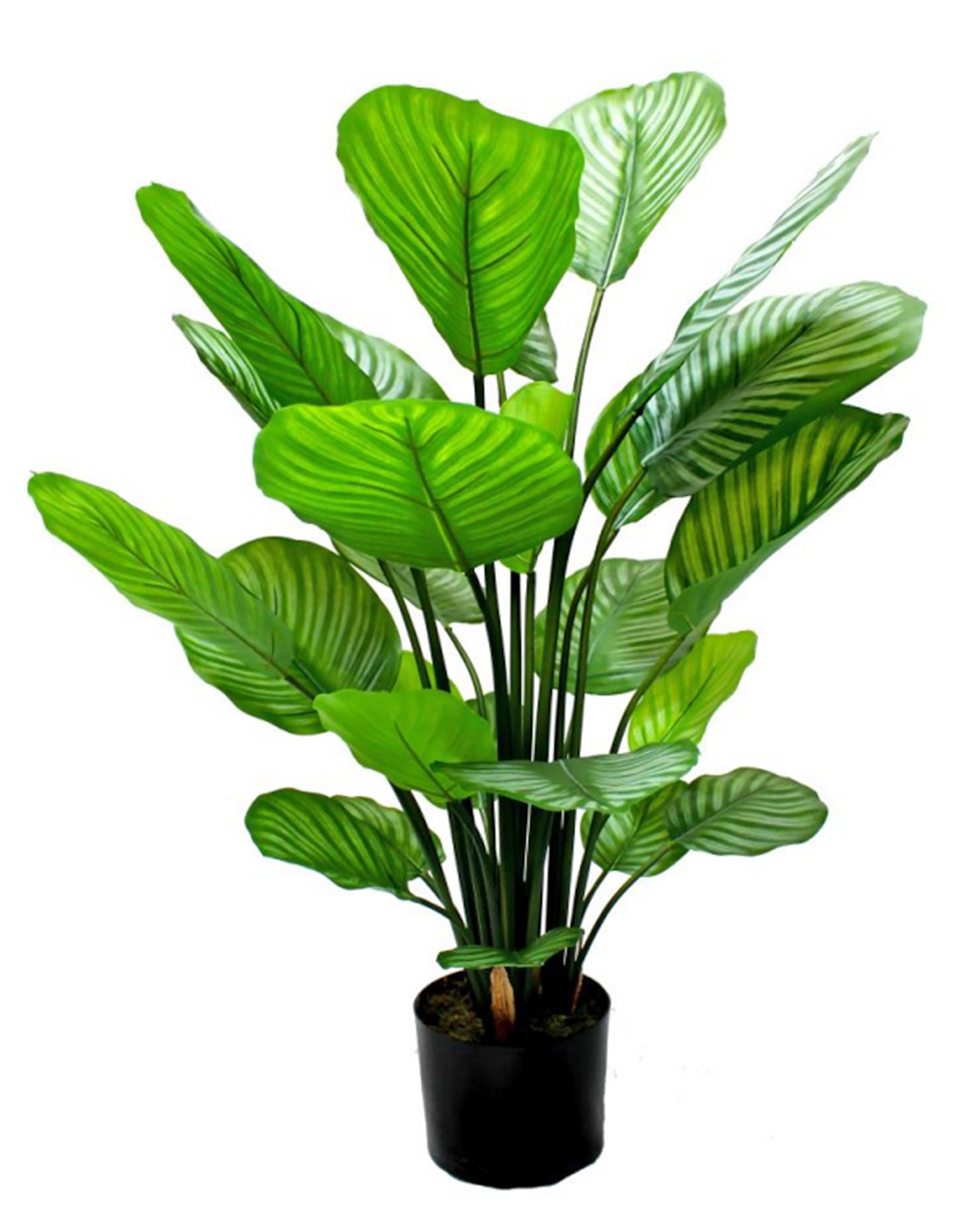 Maceta con Planta Calathea Artificial – 80 cm