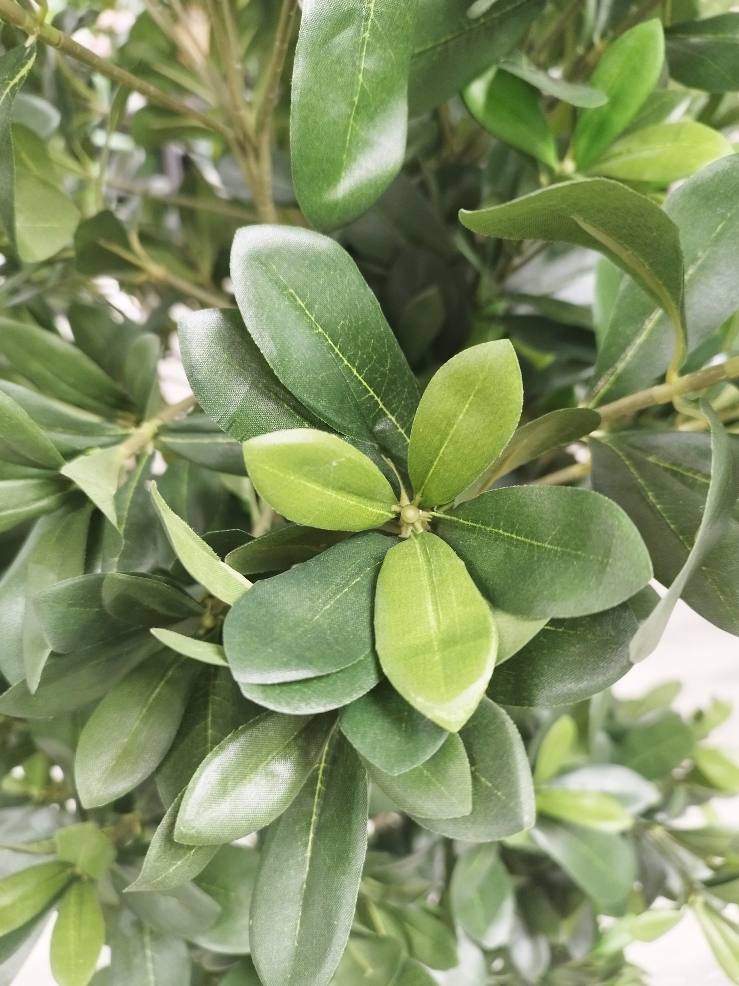 Árbol de Pittosporum con Tronco Natural – 180 cm