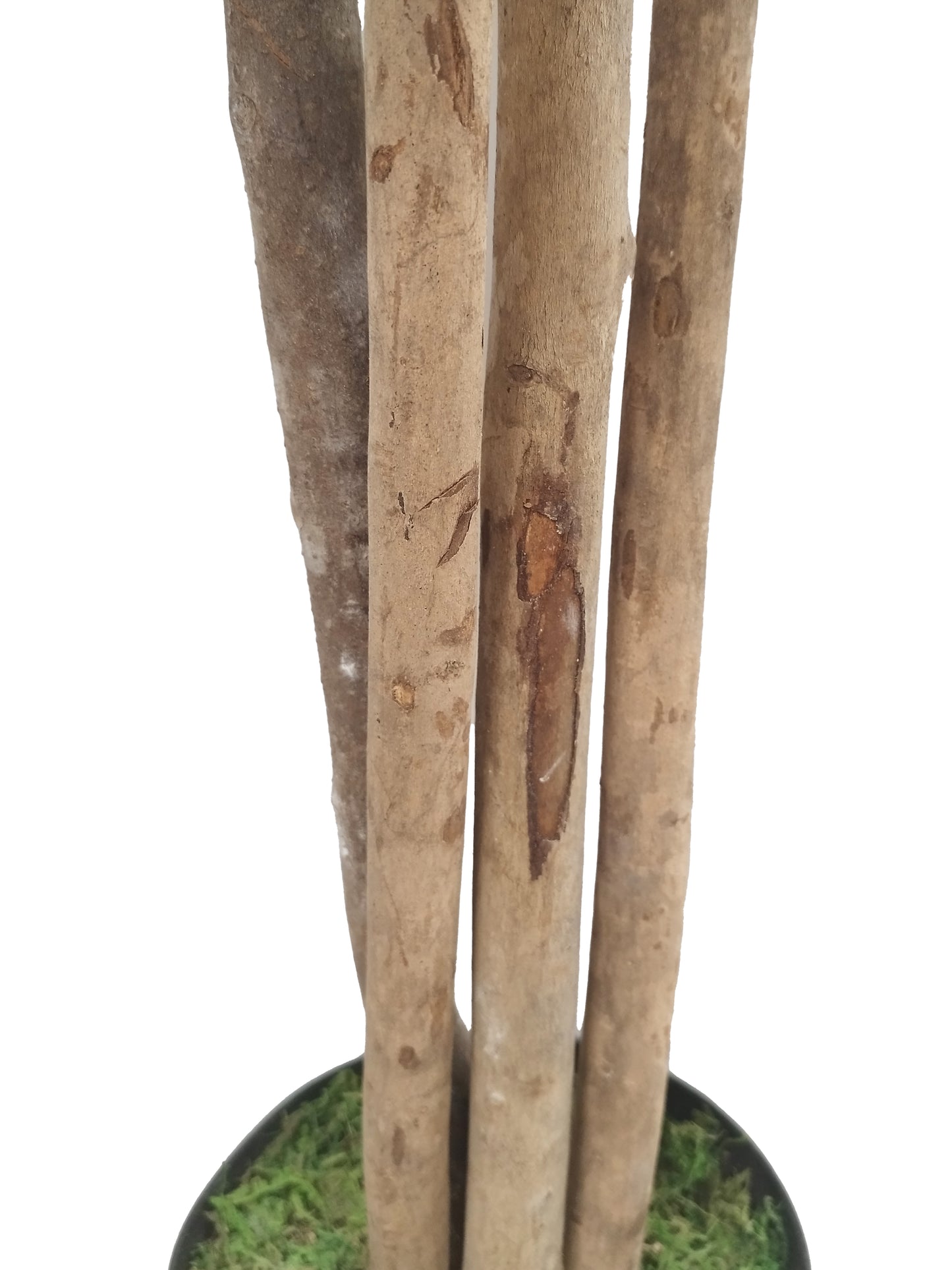 Árbol de Pittosporum con Tronco Natural – 180 cm