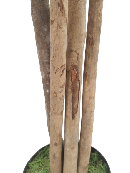 Árbol de Pittosporum con Tronco Natural – 180 cm