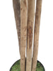 Árbol de Pittosporum con Tronco Natural – 180 cm