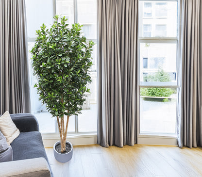Árbol de Pittosporum con Tronco Natural – 180 cm