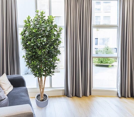 Árbol de Pittosporum con Tronco Natural – 180 cm