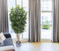 Árbol de Pittosporum con Tronco Natural – 180 cm