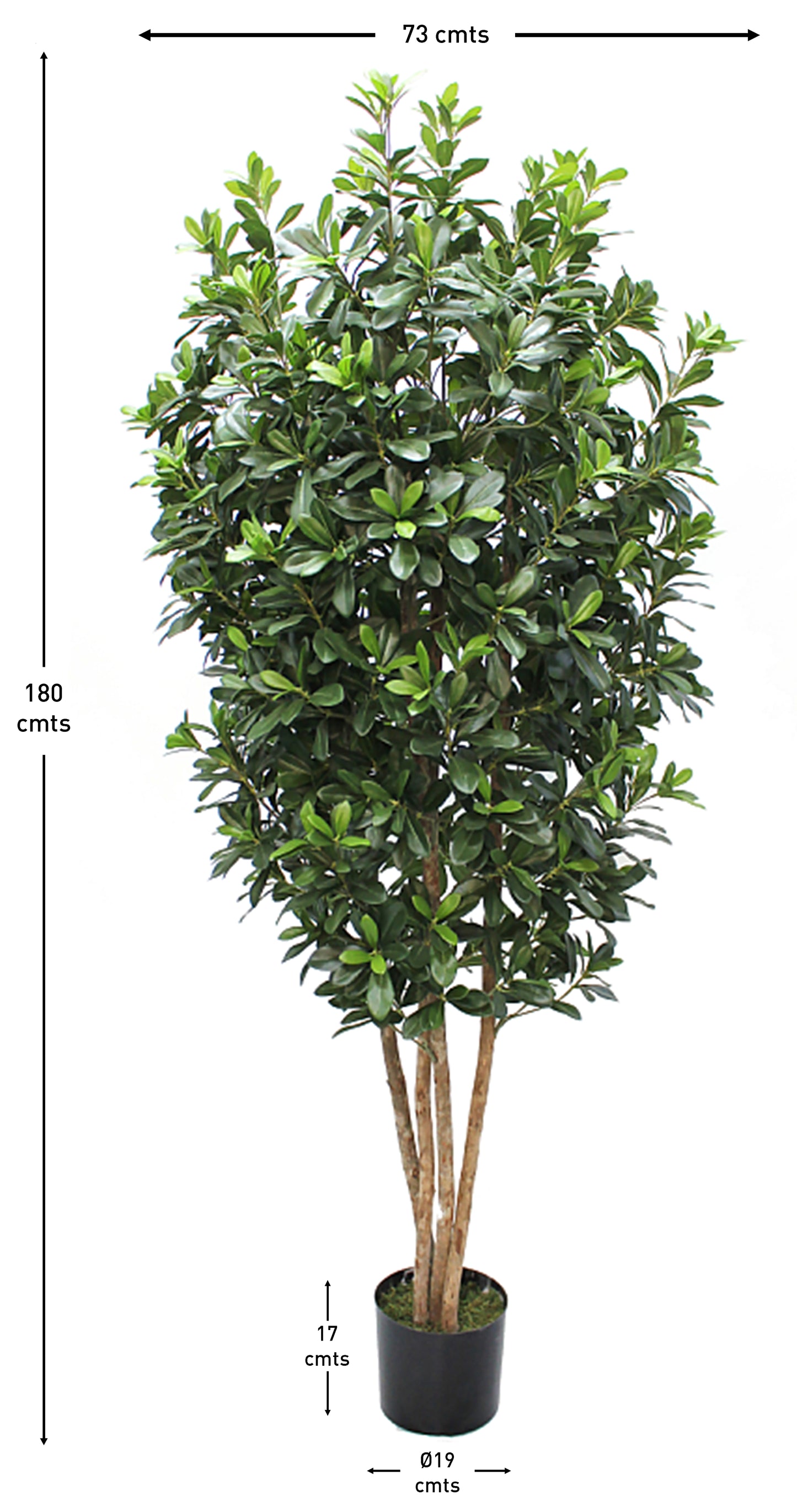 Árbol de Pittosporum con Tronco Natural – 180 cm