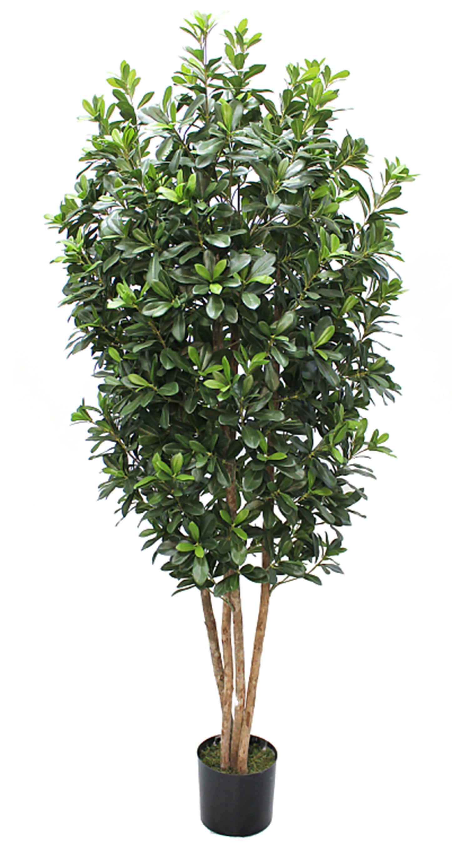 Árbol de Pittosporum con Tronco Natural – 180 cm