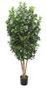 Árbol de Pittosporum con Tronco Natural – 180 cm