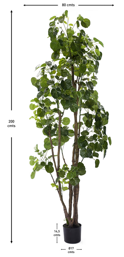 Árbol Aralia Fabian Artificial – 200 cm
