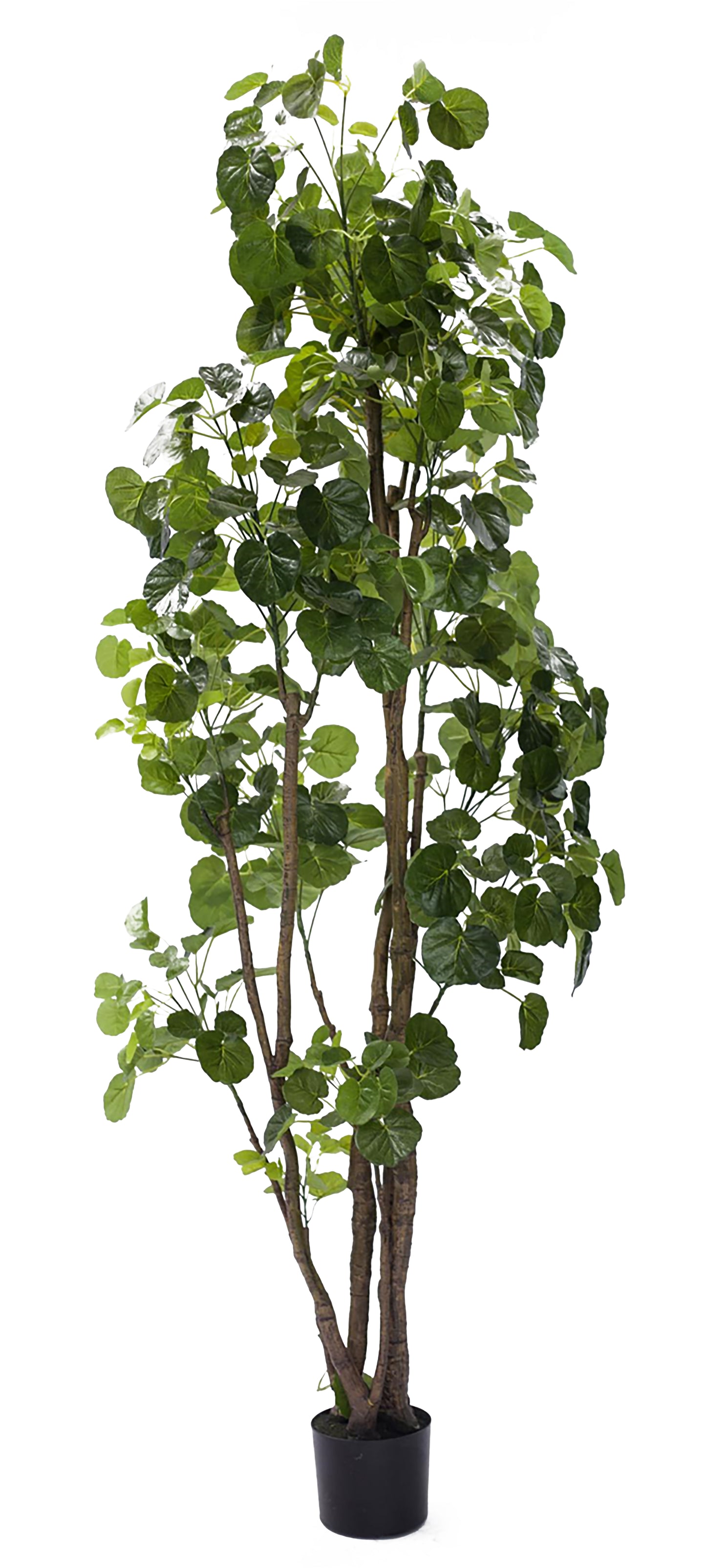 Árbol Aralia Fabian Artificial – 200 cm