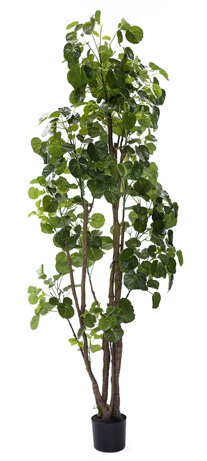 Árbol Aralia Fabian Artificial – 200 cm