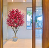Árbol Bougainvillea – 250 cm