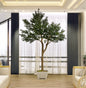Árbol Olivo – 300 cm
