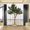 Árbol Olivo – 300 cm