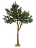 Árbol Olivo – 300 cm
